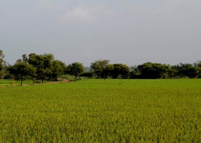 paddyfield paddyfield